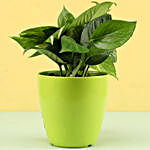 Money Plant In Green Fiber Pot