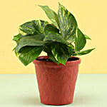 Money Plant In Red Resin Pot