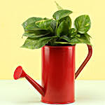 Money Plant In Watering Can Pot