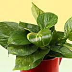 Money Plant In Watering Can Pot
