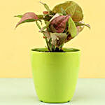 Pink Syngonium Plant In Green Pot