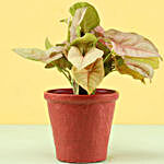 Pink Syngonium Plant In Red Pot