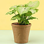 Syngonium Plant In Beige Pot