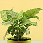 Syngonium Plant In Green Fiber Pot