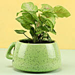 Syngonium Plant In Smiley Pot