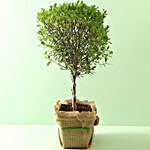 Ficus Crache Bonsai Plant