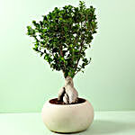 Ficus Microcarpa Bonsai in Fiber Pot