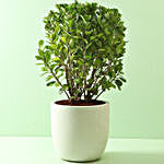 Ficus Mockland Bonsai Plant