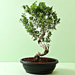 Ficus S Shaped Bonsai Plant in Ceramic Pot