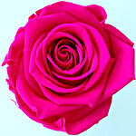 Hot Pink Forever Rose in Velvet Box