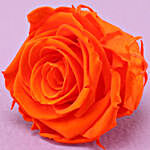 Orange Flame Forever Rose in Glass Dome