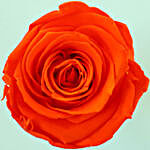 Orange Flame Forever Rose in Velvet Box