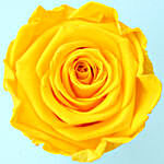 Sunny Yellow Forever Rose in Velvet Box