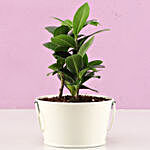 Ficus Compacta In Off White Metal Pot