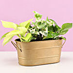 Foliage Plant Combo Metal Tray Pot