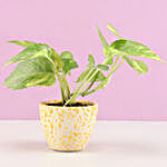 Money Plant In Abstract Print Yellow Pot