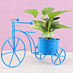 Money Plant In Blue Metal Cycle Planter