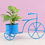 Money Plant In Blue Metal Cycle Planter