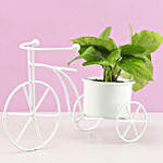 Money Plant In White Metal Cycle Planter