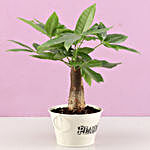 Pachira Bonsai Plant In Off White Metal Pot