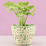 Pink Syngonium In Abstract Print Green Pot