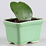 Hoya Plant In Rectangular Green Tray