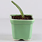 Hoya Plant In Rectangular Green Tray