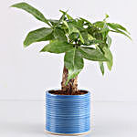Pachira Bonsai In Blue Pipe Pot