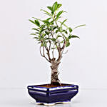Ficus I Shape Bonsai In Blue Tray Pot