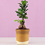 Ficus Bonsai Plant in Haiti Mocha Brown Ceramic Tumbler