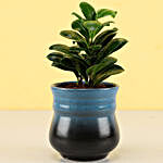 Ficus Compacta Plant in Teal Blue Ombre Novelty Pot