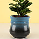 Ficus Compacta Plant in Teal Blue Ombre Novelty Pot