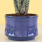 Haworthia Zebra Plant in Electric Blue Merin Pot