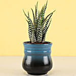 Haworthia Zebra Plant in Teal Blue Ombre Novelty Pot