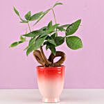 Infinity Knot Pachira Bonsai in Red Ombre Venetian Vase