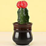 Moon Cactus Plant in Brick Red Ombre Novelty Pot
