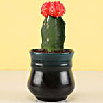 Moon Cactus Plant in Peacock Green Ombre Novelty Pot