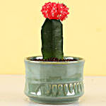 Moon Cactus Plant in Sandy Green Merin Pot