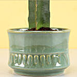 Moon Cactus Plant in Sandy Green Merin Pot