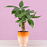 Pachira Bonsai Plant in Orange Ombre Venetian Vase