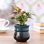 Pink Syngonium Plant in Peacock Green Ombre Novelty Pot