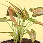 Pink Syngonium Plant in Rustic Beige Merin Pot