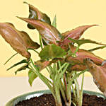 Pink Syngonium Plant in Sandy Green Merin Pot