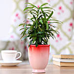 Podocarpus Plant in Red Ombre Venetian Vase
