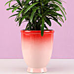 Podocarpus Plant in Red Ombre Venetian Vase