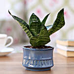 Sansavaria Hahnii Green Compact Plant in Blue Merin Pot