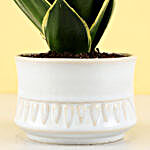 Sansavaria Hahnii Jade Marginata Plant in Ivory White Merin Pot