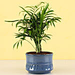Chamaedorea Plant in Artic Blue Merin pot