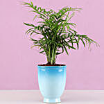 Chamaedorea Plant in Blue Ombre Venetian Vase