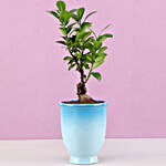 Ficus Bonsai Plant in Blue Ombre Venetian Vase